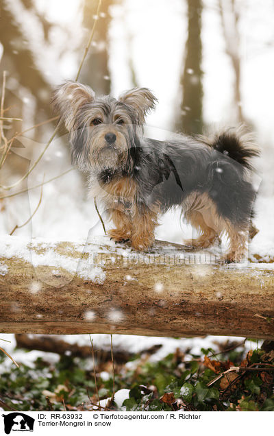 Terrier-Mischling im Schnee / Terrier-Mongrel in snow / RR-63932