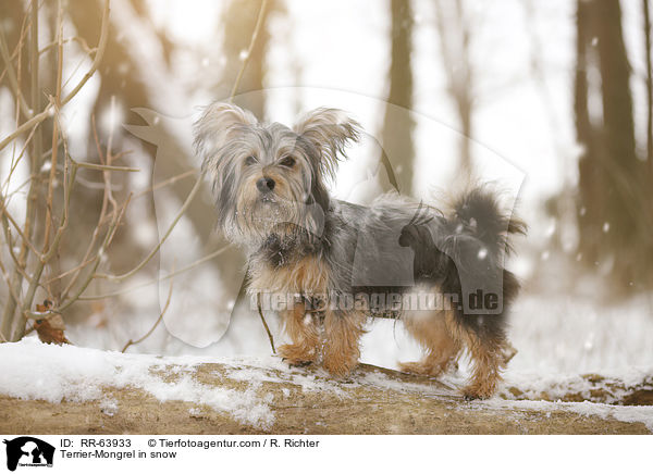 Terrier-Mischling im Schnee / Terrier-Mongrel in snow / RR-63933