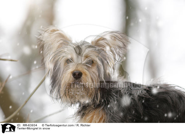 Terrier-Mischling im Schnee / Terrier-Mongrel in snow / RR-63934
