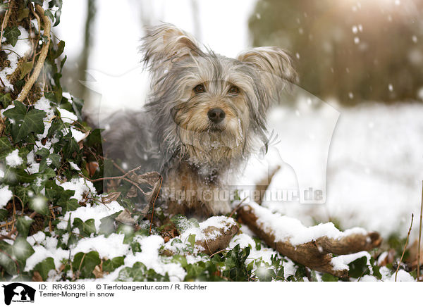 Terrier-Mischling im Schnee / Terrier-Mongrel in snow / RR-63936