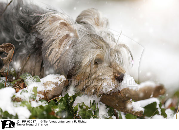 Terrier-Mischling im Schnee / Terrier-Mongrel in snow / RR-63937