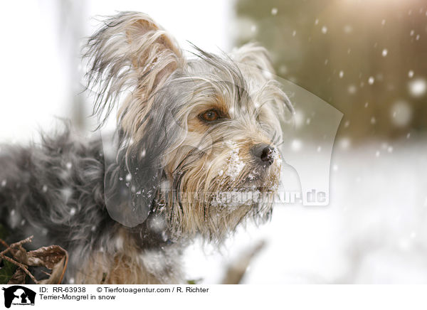 Terrier-Mischling im Schnee / Terrier-Mongrel in snow / RR-63938