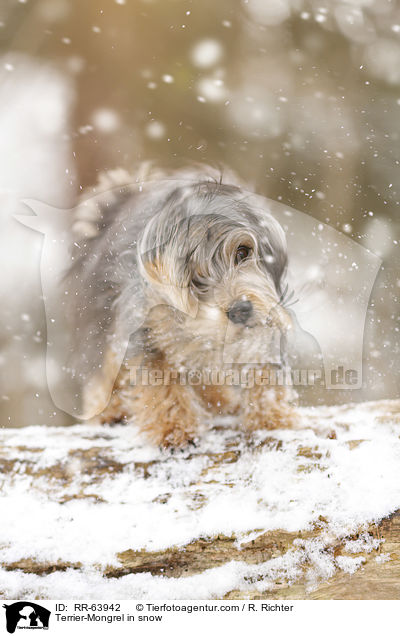 Terrier-Mischling im Schnee / Terrier-Mongrel in snow / RR-63942