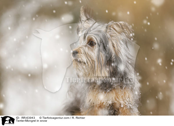 Terrier-Mischling im Schnee / Terrier-Mongrel in snow / RR-63943