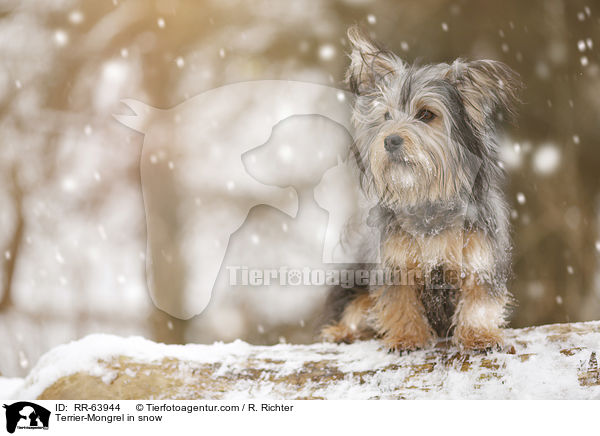 Terrier-Mischling im Schnee / Terrier-Mongrel in snow / RR-63944