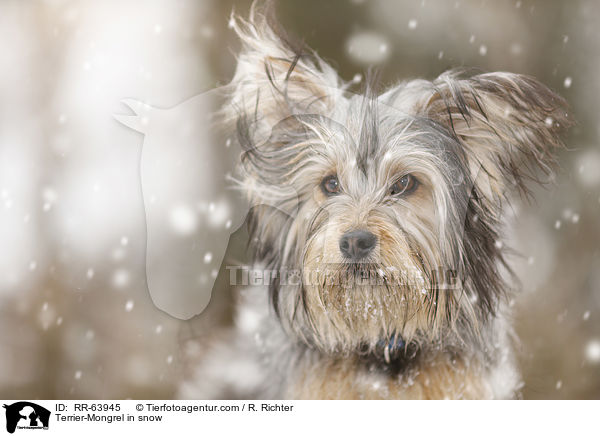 Terrier-Mischling im Schnee / Terrier-Mongrel in snow / RR-63945