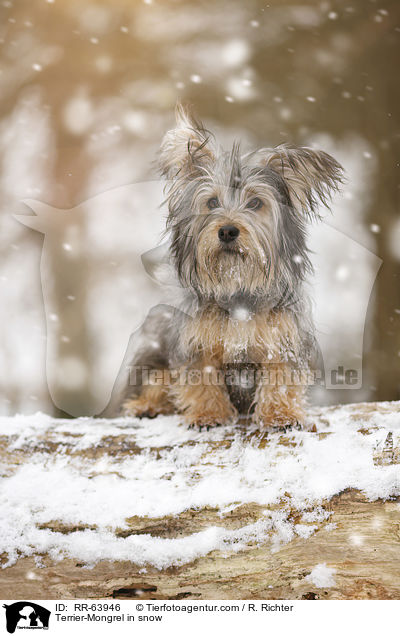 Terrier-Mischling im Schnee / Terrier-Mongrel in snow / RR-63946