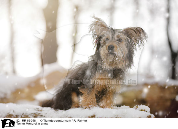 Terrier-Mischling im Schnee / Terrier-Mongrel in snow / RR-63958