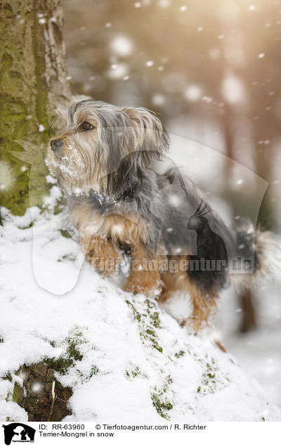 Terrier-Mischling im Schnee / Terrier-Mongrel in snow / RR-63960