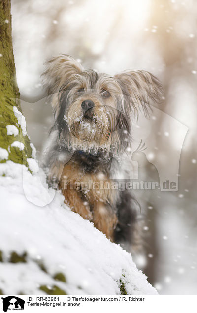 Terrier-Mischling im Schnee / Terrier-Mongrel in snow / RR-63961
