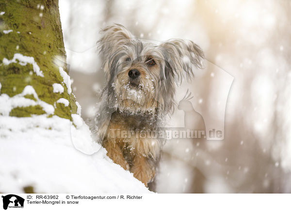 Terrier-Mischling im Schnee / Terrier-Mongrel in snow / RR-63962