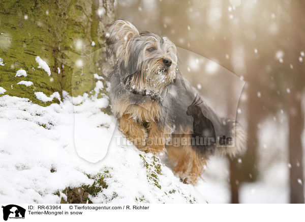 Terrier-Mischling im Schnee / Terrier-Mongrel in snow / RR-63964