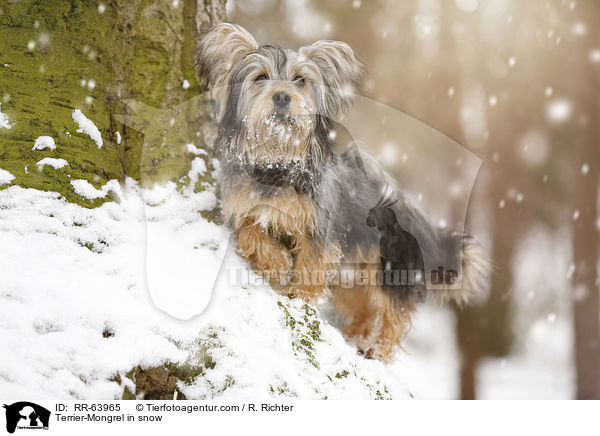 Terrier-Mischling im Schnee / Terrier-Mongrel in snow / RR-63965