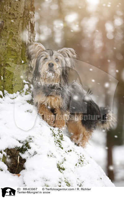 Terrier-Mischling im Schnee / Terrier-Mongrel in snow / RR-63967