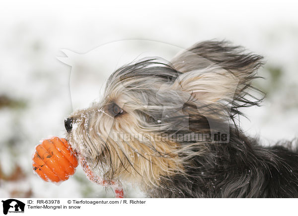 Terrier-Mischling im Schnee / Terrier-Mongrel in snow / RR-63978