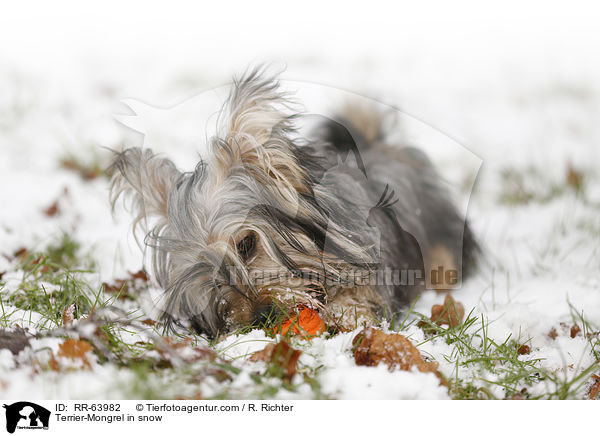 Terrier-Mischling im Schnee / Terrier-Mongrel in snow / RR-63982