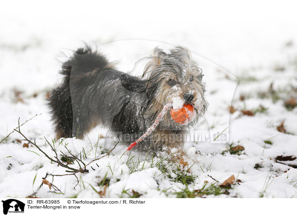 Terrier-Mischling im Schnee / Terrier-Mongrel in snow / RR-63985