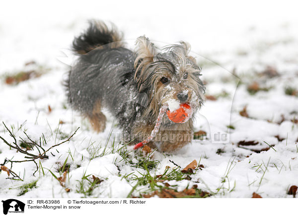Terrier-Mischling im Schnee / Terrier-Mongrel in snow / RR-63986