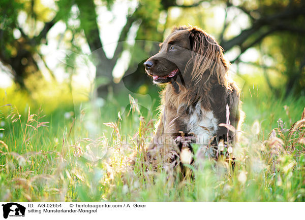 sitzender Mnsterlnder-Mix / sitting Munsterlander-Mongrel / AG-02654