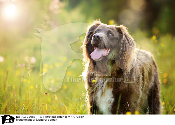 Mnsterlnder-Mix Portrait / Munsterlander-Mongrel portrait / AG-02667