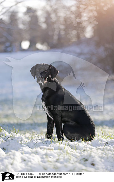 sitzender Labrador-Dalmatiner-Mix / sitting Labrador-Dalmatian-Mongrel / RR-64362