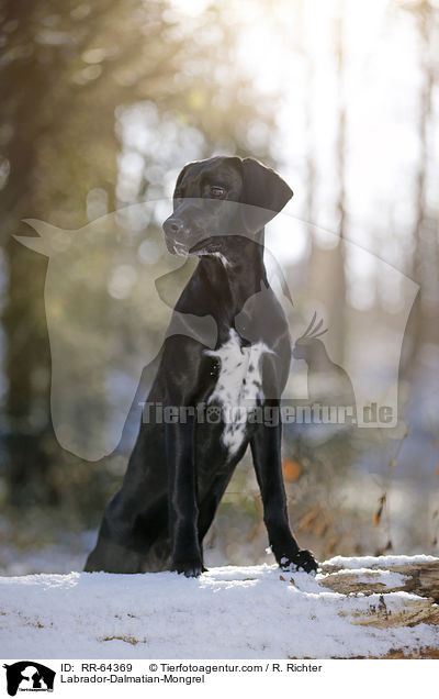 Labrador-Dalmatiner-Mix / Labrador-Dalmatian-Mongrel / RR-64369