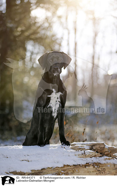 Labrador-Dalmatiner-Mix / Labrador-Dalmatian-Mongrel / RR-64371