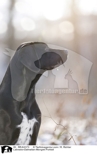 Labrador-Dalmatiner-Mix Portrait / Labrador-Dalmatian-Mongrel Portrait / RR-64373