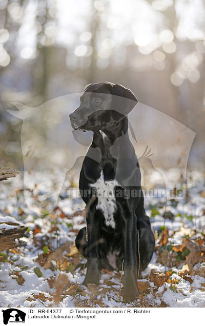 Labrador-Dalmatiner-Mix / Labrador-Dalmatian-Mongrel / RR-64377