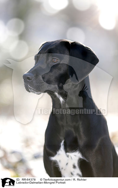 Labrador-Dalmatiner-Mix Portrait / Labrador-Dalmatian-Mongrel Portrait / RR-64378