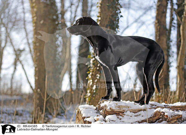 Labrador-Dalmatiner-Mix / Labrador-Dalmatian-Mongrel / RR-64385