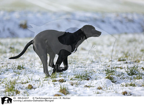 rennender Labrador-Dalmatiner-Mix / running Labrador-Dalmatian-Mongrel / RR-64407