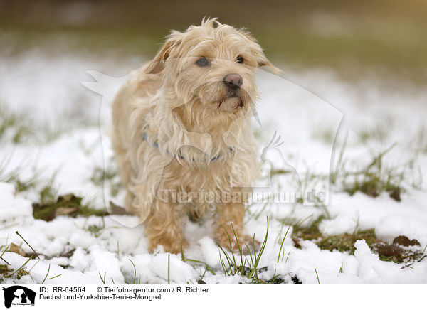 Dackel-Yorkshire-Terrier-Mischling / Dachshund-Yorkshire-Terrier-Mongrel / RR-64564