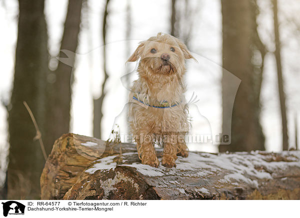 Dackel-Yorkshire-Terrier-Mischling / Dachshund-Yorkshire-Terrier-Mongrel / RR-64577