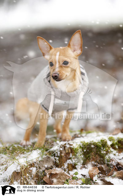 Hund im Schneegestber / dog in driving snow / RR-64638