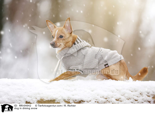 Hund im Schneegestber / dog in driving snow / RR-64642