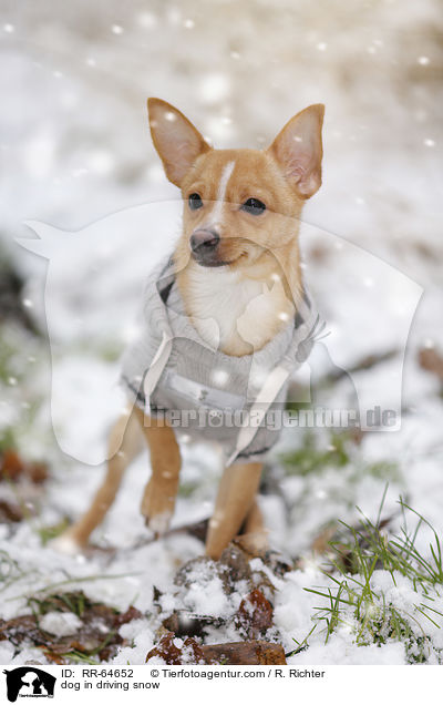 Hund im Schneegestber / dog in driving snow / RR-64652