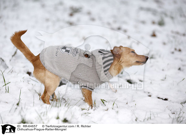 Chihuahua-Prager-Rattler-Mischling / Chihuahua-Prague-Ratter-Mongrel / RR-64657