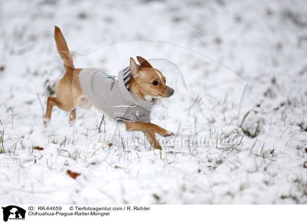 Chihuahua-Prager-Rattler-Mischling / Chihuahua-Prague-Ratter-Mongrel / RR-64659