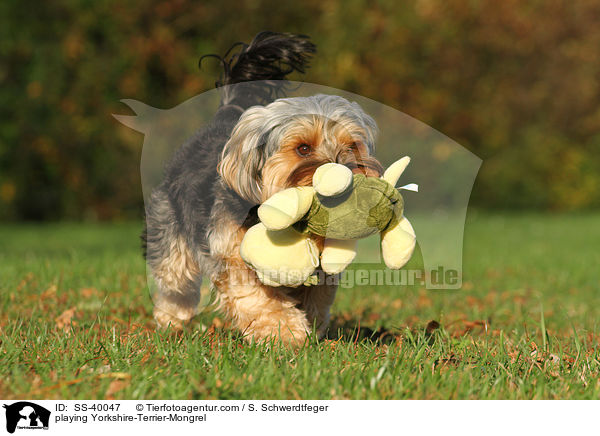 spielender Yorkshire-Terrier-Mischling / playing Yorkshire-Terrier-Mongrel / SS-40047