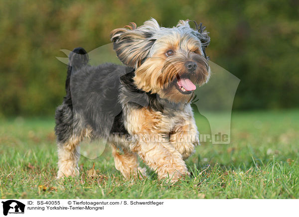 running Yorkshire-Terrier-Mongrel / SS-40055