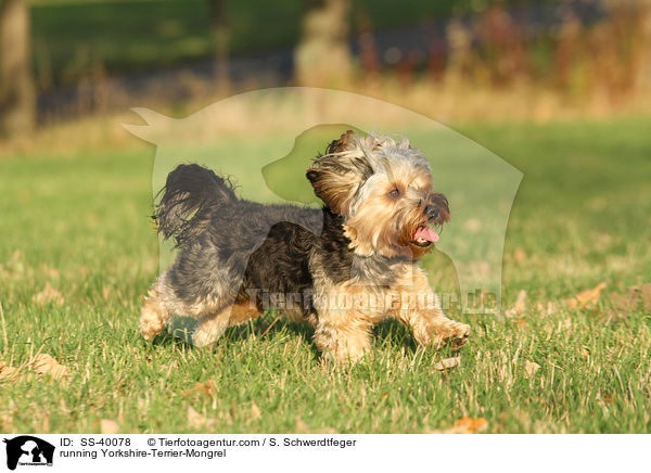 rennender Yorkshire-Terrier-Mischling / running Yorkshire-Terrier-Mongrel / SS-40078