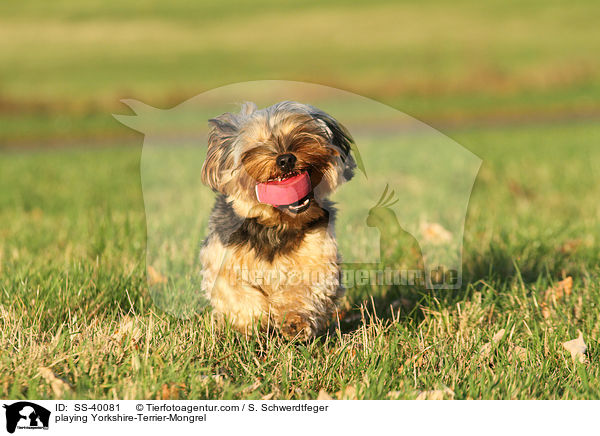 spielender Yorkshire-Terrier-Mischling / playing Yorkshire-Terrier-Mongrel / SS-40081