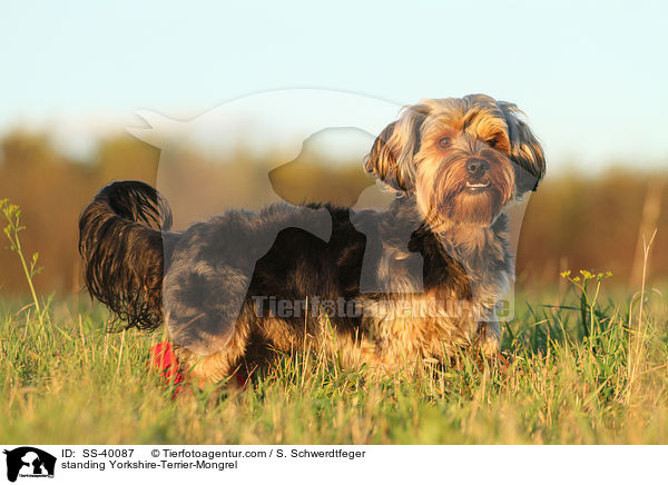 stehender Yorkshire-Terrier-Mischling / standing Yorkshire-Terrier-Mongrel / SS-40087