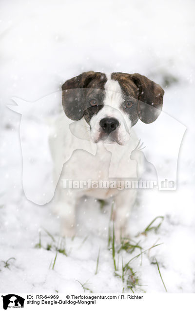 sitzender Beagle-Bulldoggen-Mischling / sitting Beagle-Bulldog-Mongrel / RR-64969