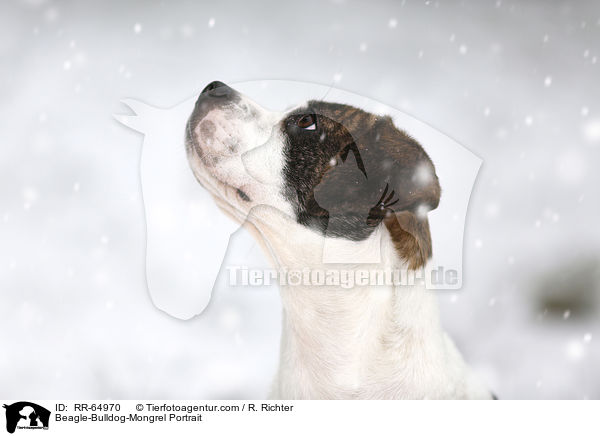 Beagle-Bulldoggen-Mischling Portrait / Beagle-Bulldog-Mongrel Portrait / RR-64970