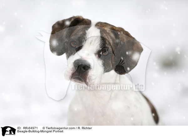 Beagle-Bulldoggen-Mischling Portrait / Beagle-Bulldog-Mongrel Portrait / RR-64971
