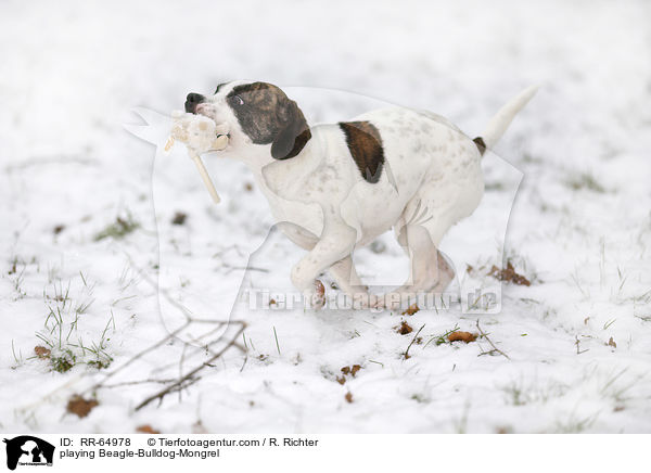 spielender Beagle-Bulldoggen-Mischling / playing Beagle-Bulldog-Mongrel / RR-64978