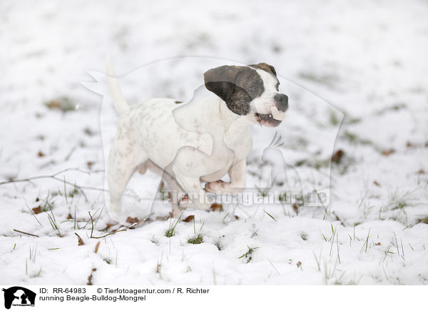 rennender Beagle-Bulldoggen-Mischling / running Beagle-Bulldog-Mongrel / RR-64983