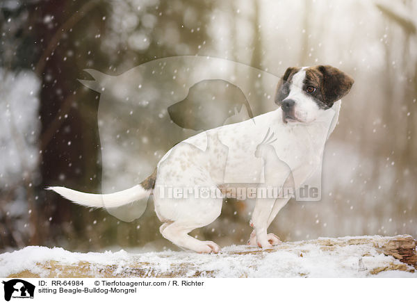 sitzender Beagle-Bulldoggen-Mischling / sitting Beagle-Bulldog-Mongrel / RR-64984